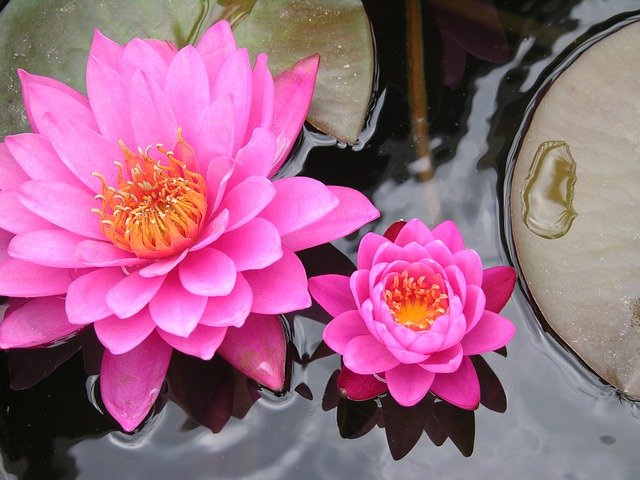 Symbole de la zénitude : les fleurs de lotus
